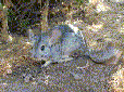 Reserva Nacional de la Chinchilla Chinchilla